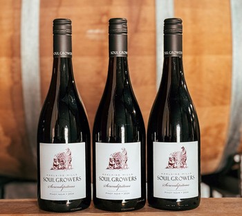 Serendipitous Pinot Noir 2024 6 Pack